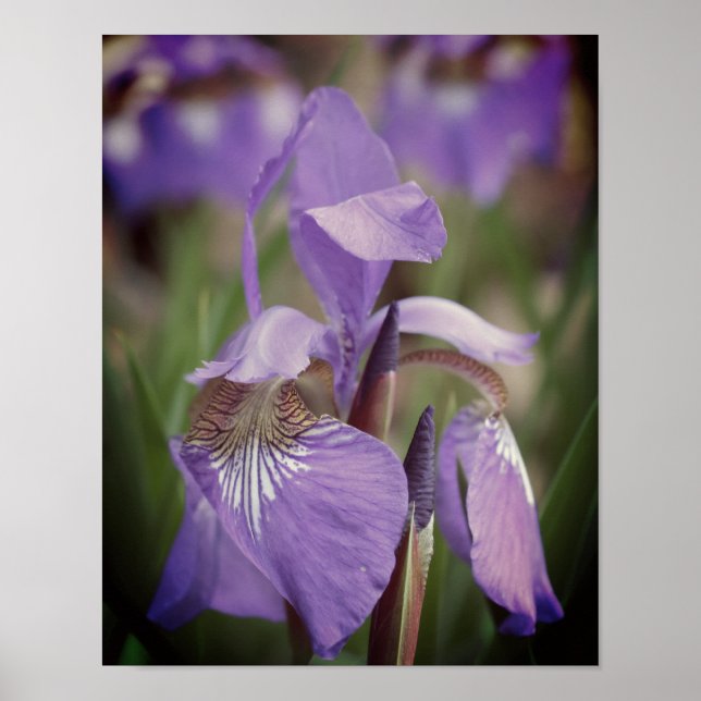 Lila Blue Flagga Iris Flower Poster (Framsidan)