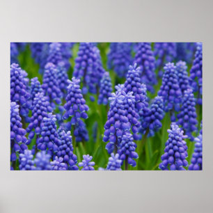 LILA BLUE GRAPE FLOWERS NATURE GRASS BEAUTY SCEN POSTER