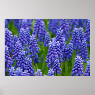 LILA BLUE GRAPE FLOWERS NATURE GRASS BEAUTY SCEN POSTER