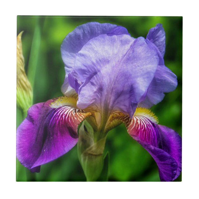 Lila Blue Gult Iris Flower Kakelplatta (Framsidan)