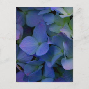 Lila blue hydrangeas-blommigt vykort