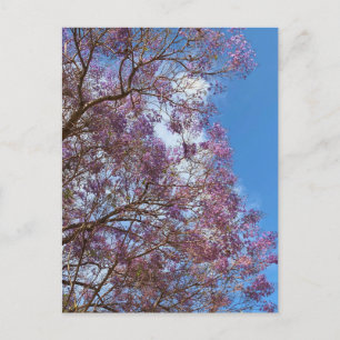 Lila blue Jacaranda träd Vykort