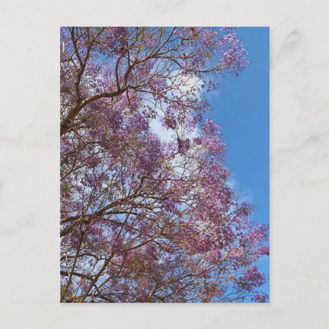Lila blue Jacaranda träd Vykort (Framsida)