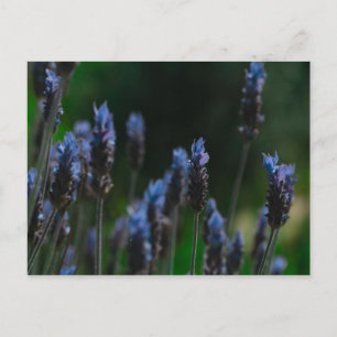 Lila Blue Lavender Flowers vykort