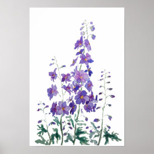 lila blue rosa delphinium vattencolor poster
