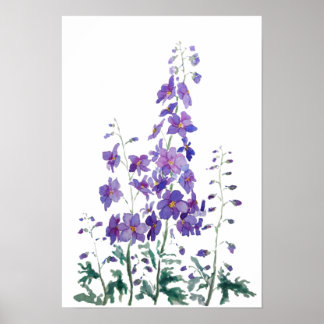 lila blue rosa delphinium vattencolor poster
