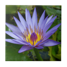 Lila / Blue Vatten Lily Pond