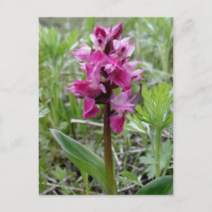 Lila Bog Orchid, Unalaska Island Vykort