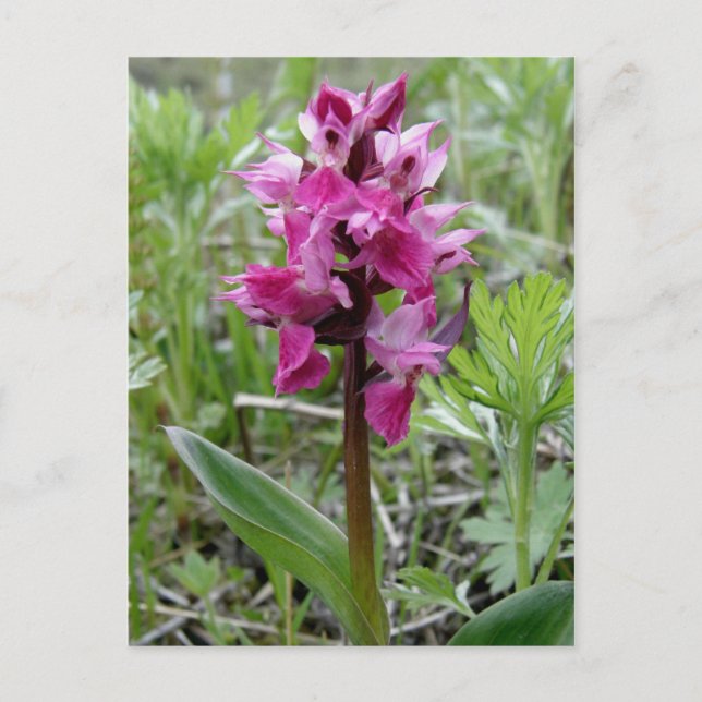 Lila Bog Orchid, Unalaska Island Vykort (Framsida)