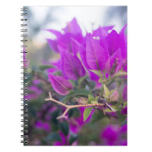Lila bougainvillea blommor