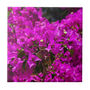 Lila Bougainvillea-blommor Kakelplatta