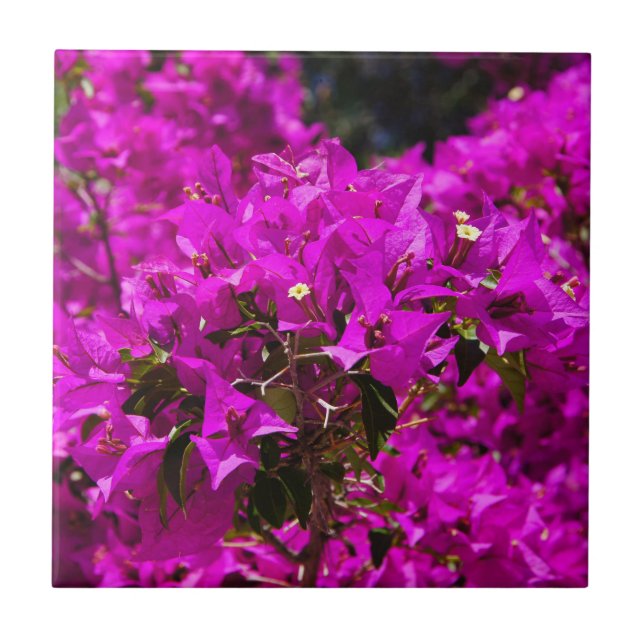 Lila Bougainvillea-blommor Kakelplatta (Framsidan)