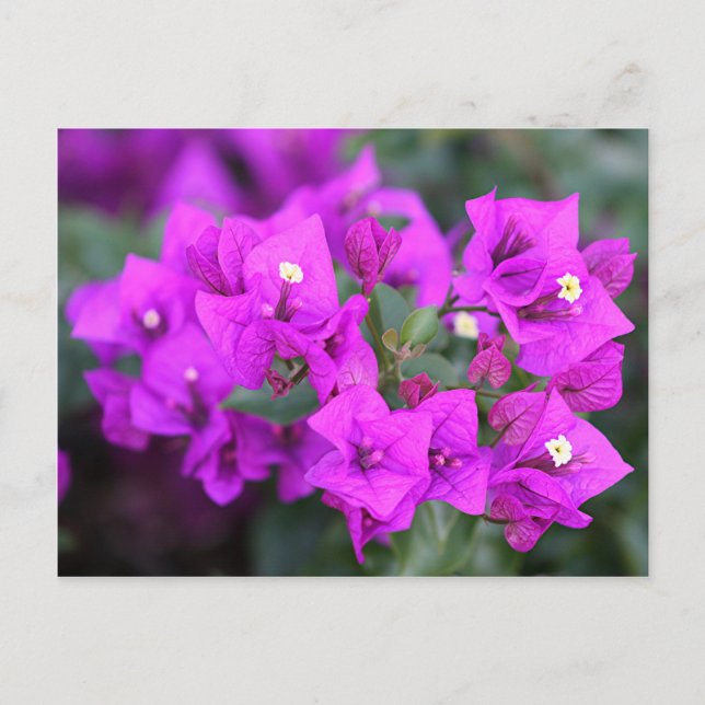 Lila bougainvillea blommor vykort (Framsida)