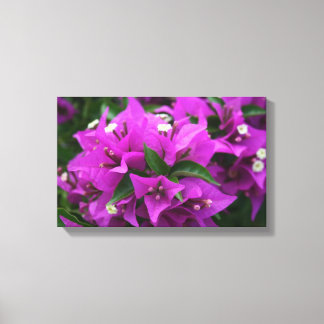 Lila bougainvillea canvastryck