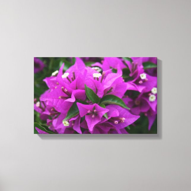 Lila bougainvillea canvastryck (Framsida)