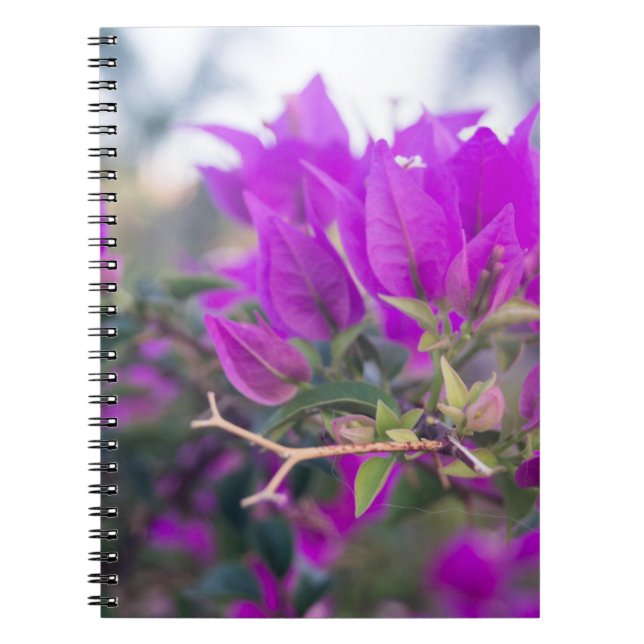 Lila Bougainvillea Flowers Anteckningsbok (Framsidan)