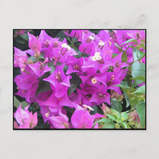 Lila Bougainvillea Vykort