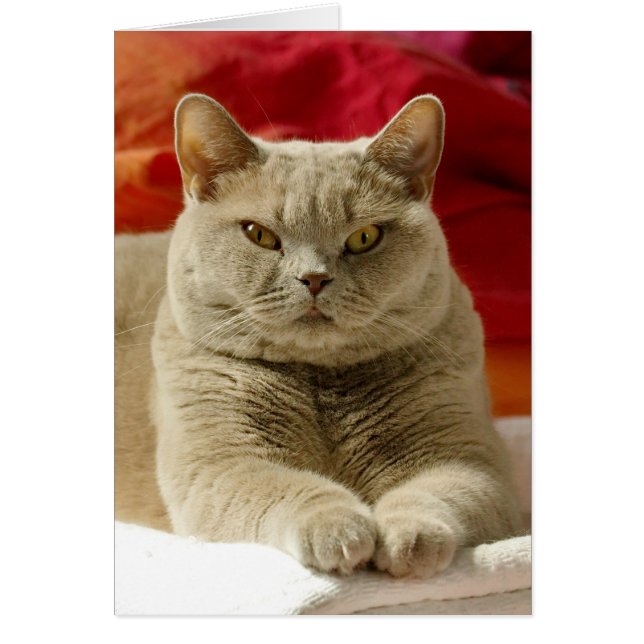 Lila brittisk shorthairkatt hälsningskort (Framsidan)