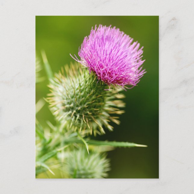 Lila Bull Thistle i Bloom Vykort (Framsida)