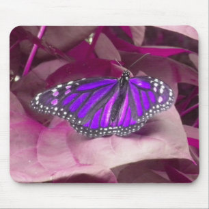 Lila Butterfly Musmatta