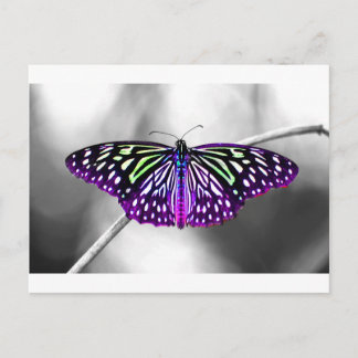 Lila Butterfly Vykort