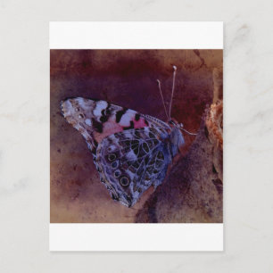 Lila Butterfly Vykort