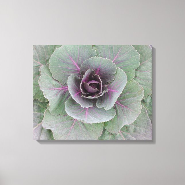 Lila Cabbage Wrapped Canvas (Framsida)