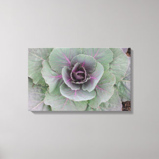 Lila Cabbage Wrapped Canvas