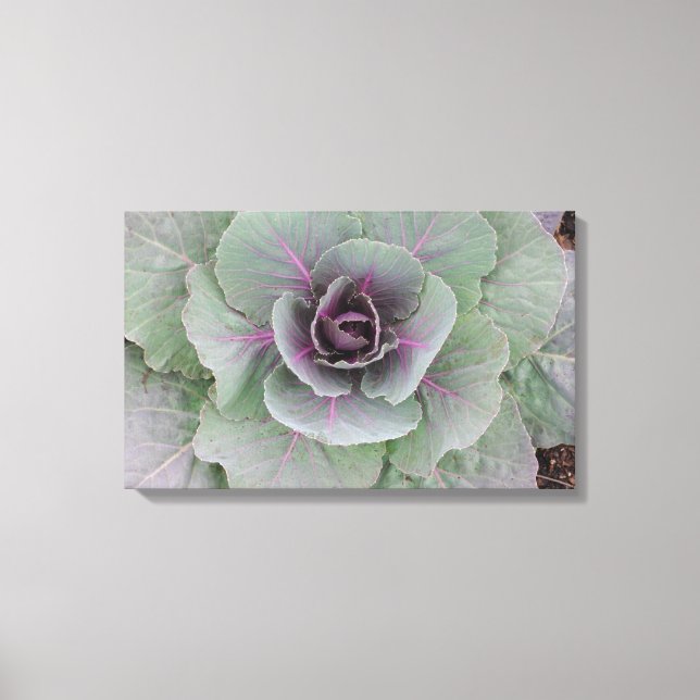 Lila Cabbage Wrapped Canvas (Framsida)