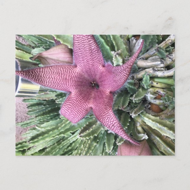 Lila Cactus Flower Vykort (Framsida)