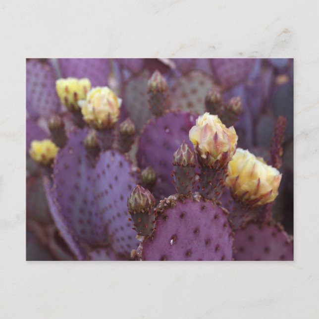 Lila Cactus Flowers Gult Blooms Vykort (Framsida)