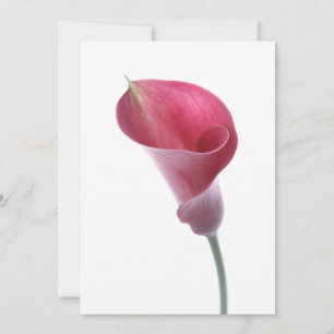 Lila Calla Lily-inbjudan Inbjudningar