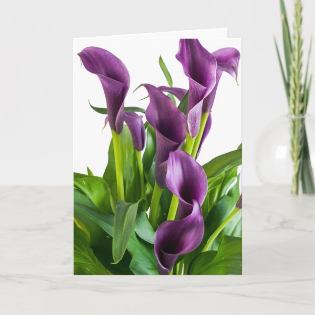 Lila Calla Lily Kort (Framsida)