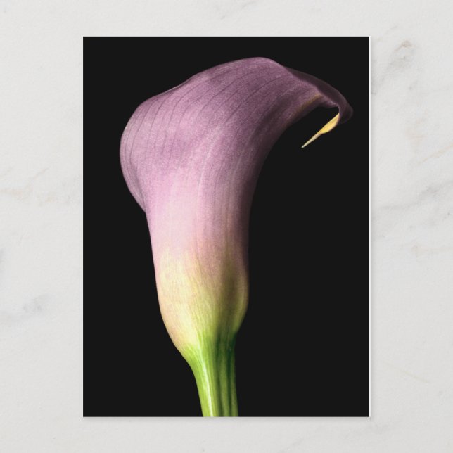 Lila Calla Lily Vykort (Framsida)