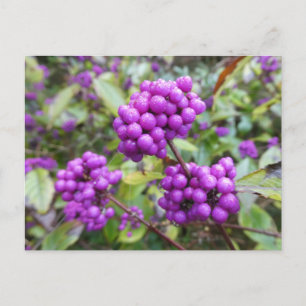 Lila Callicarpa DIY vykort