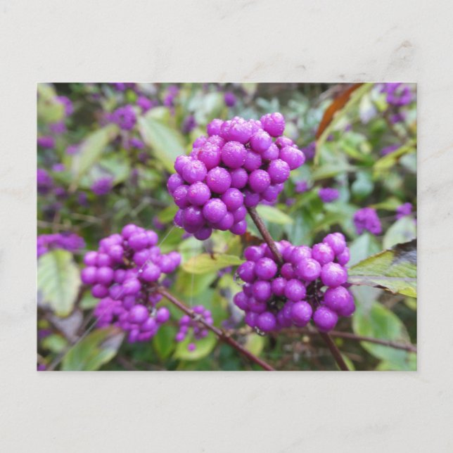 Lila Callicarpa DIY vykort (Framsida)