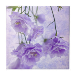 Lila Campanella Blommor Makro Kakelplatta