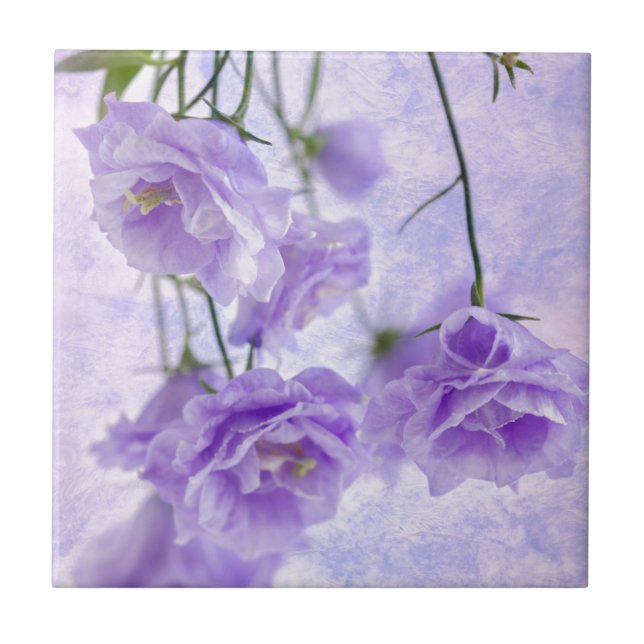 Lila Campanella Blommor Makro Kakelplatta (Framsidan)
