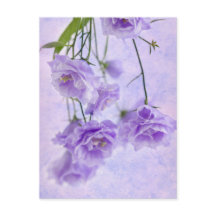 Lila Campanella Flowers Macro