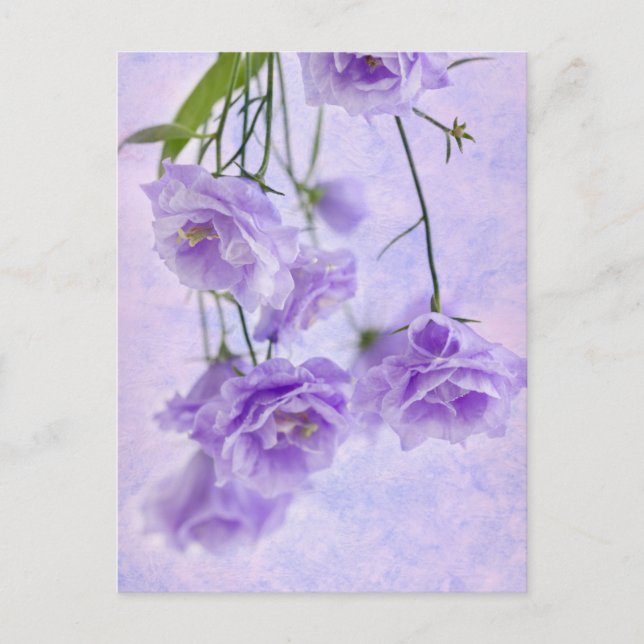 Lila Campanella Flowers Macro Vykort (Framsida)