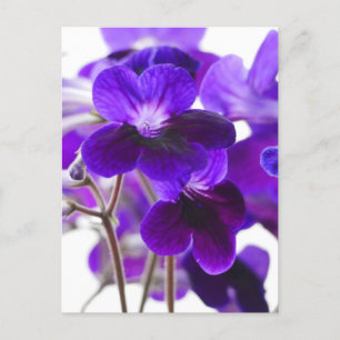 Lila Cape Primrose Flowers vykort
