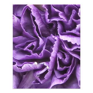 Lila Carnation Fototryck