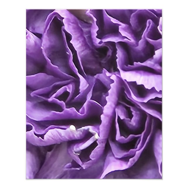 Lila Carnation Fototryck (Framsidan)