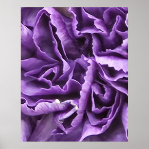 Lila Carnation Poster