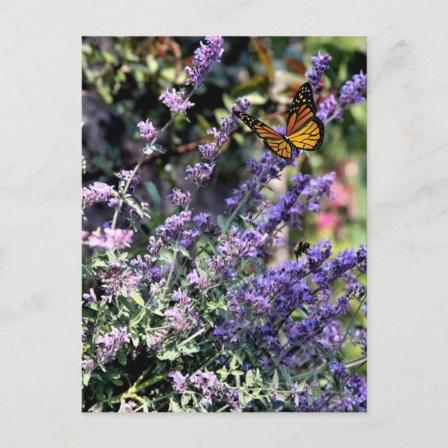Lila Catmint Flower med Butterfly Vykort (Framsida)