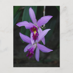 Lila Cattleya orchid Vykort