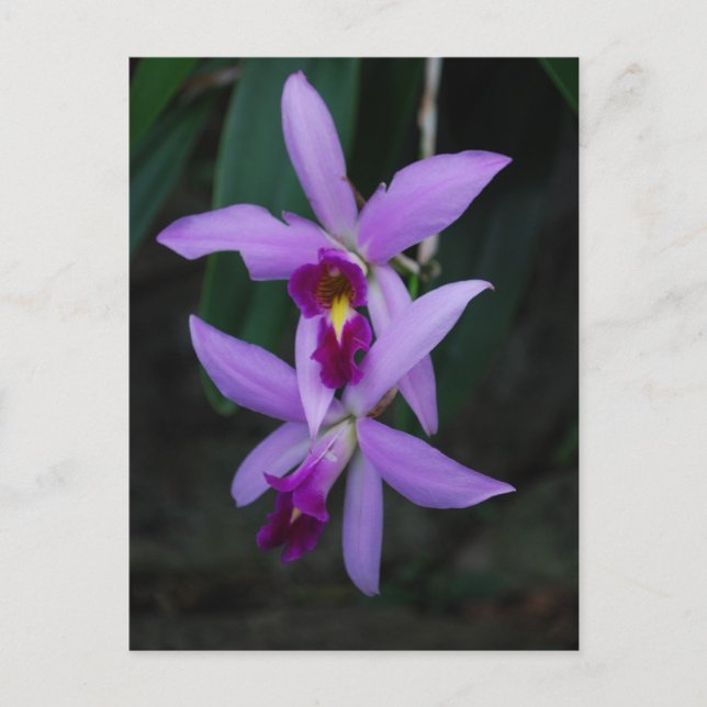 Lila Cattleya orchid Vykort (Framsida)