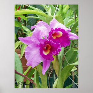 Lila Cattleya Orchids Poster