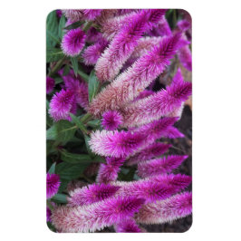 Lila Celosia Magnet