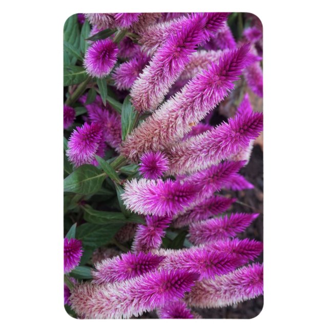 Lila Celosia Magnet (Vertikal)